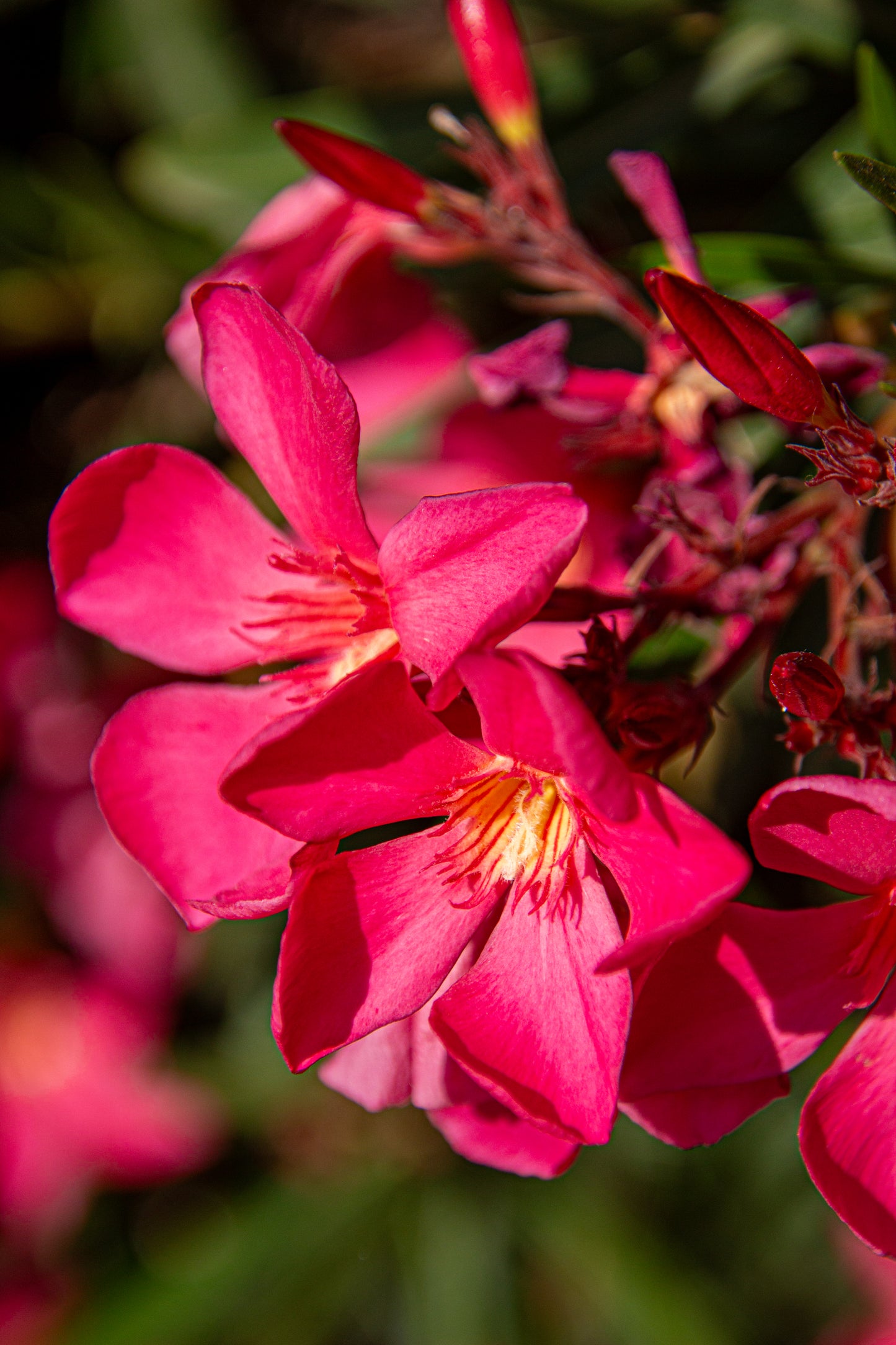 A close-up of radiant, pink oleander blossoms captures the essence of natural beauty in full bloom