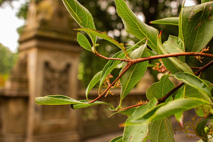 A delicate branch adorned with lush green leaves gracefully extends into the frame, set against the...