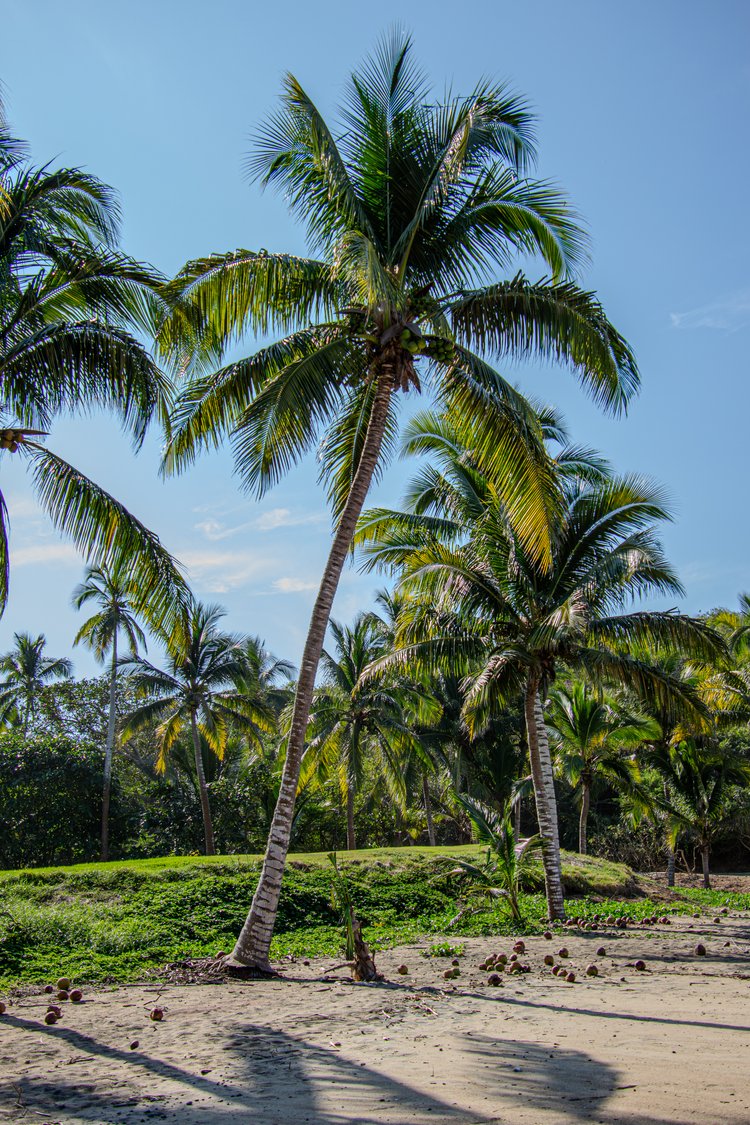Tall palm trees sway gently under the clear blue sky, casting playful shadows on the sandy beach...