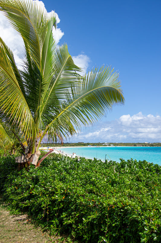 A lush palm tree sways gently against the vibrant blue of a tropical sky, framing a serene beach...