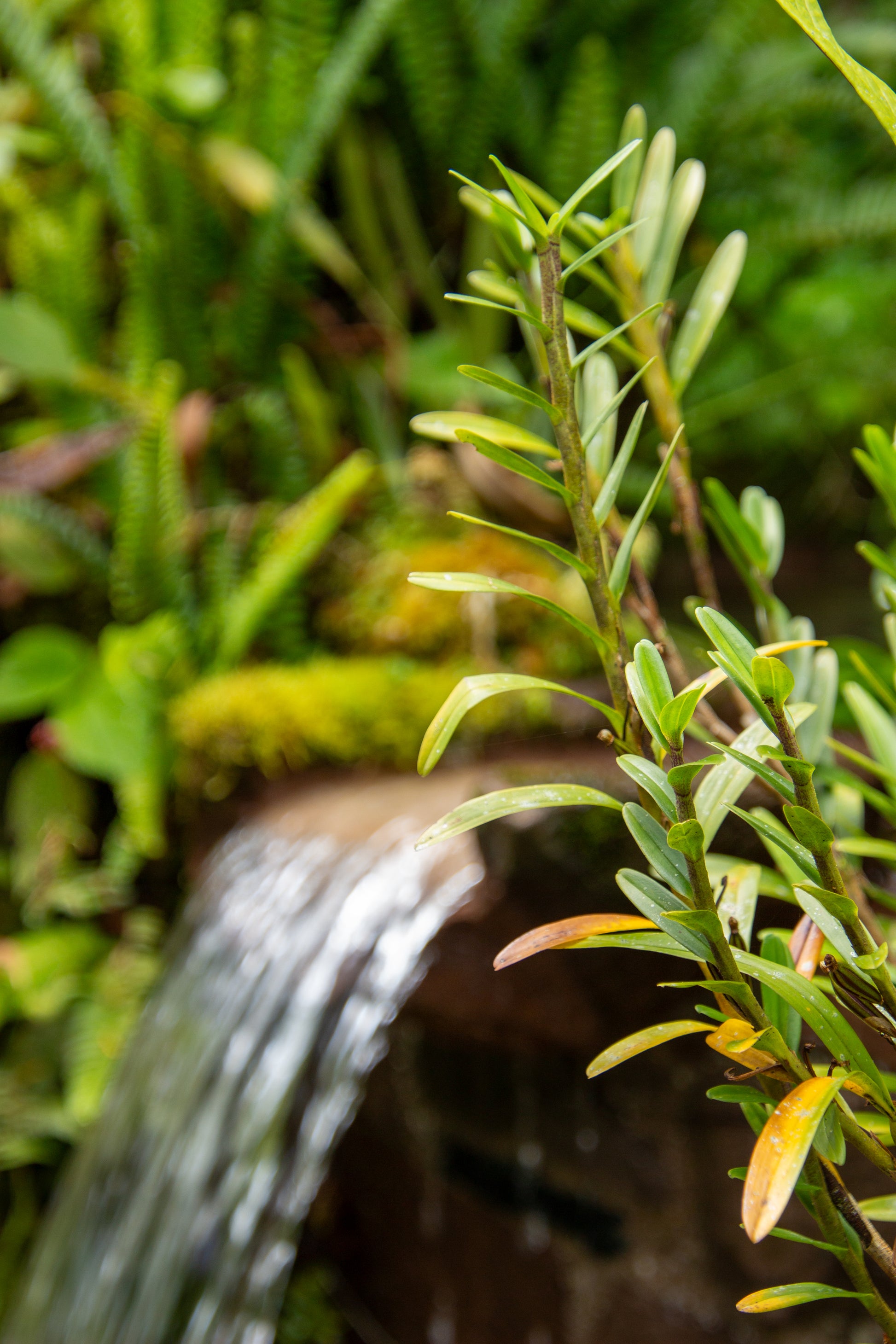 A delicate branch reaches out amidst the lush greenery, framed by a gentle cascade of water