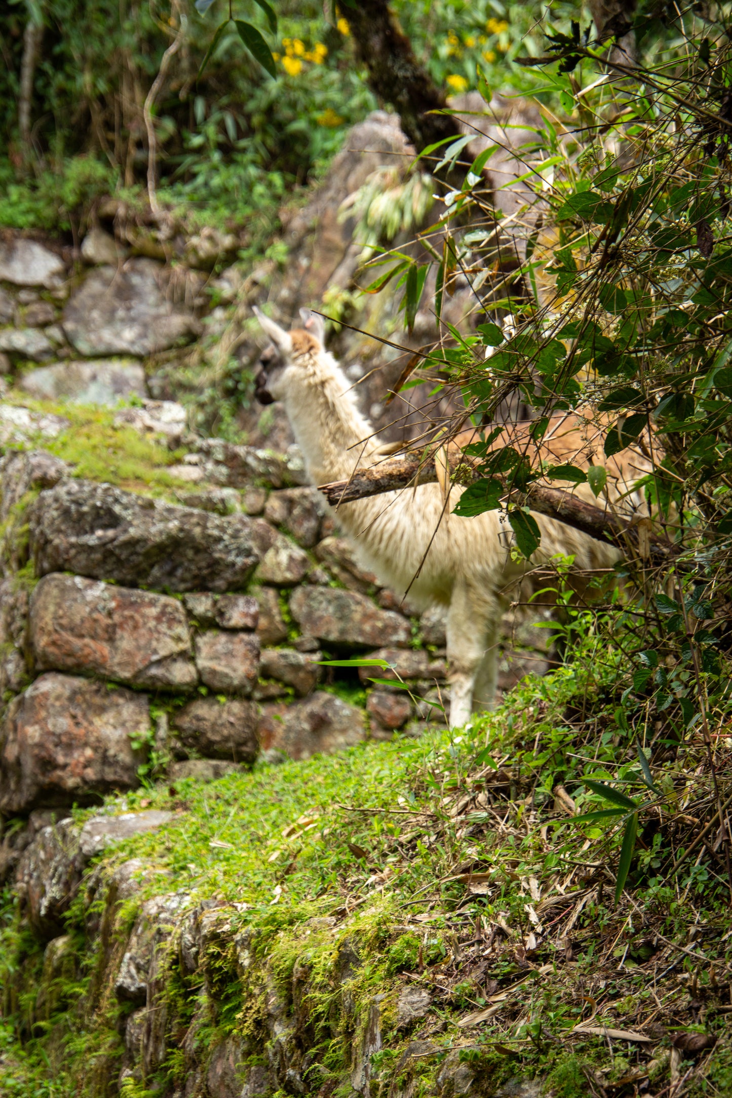 A lone llama stands amidst the lush greenery of Machu Picchu, framed by the ancient stone walls...