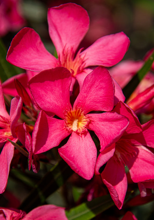 A dazzling display of vivid pink flowers captures the essence of a sunlit Italian garden