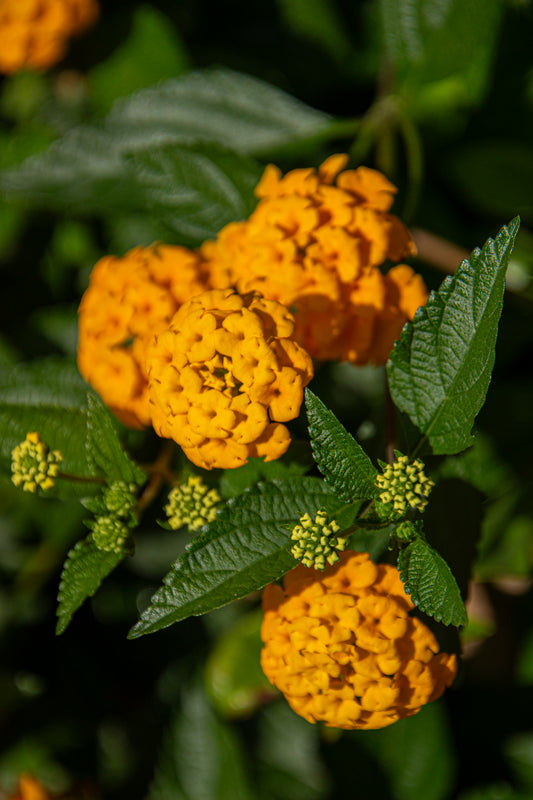 A cluster of vibrant yellow flowers bursts with color against a backdrop of lush green leaves,...
