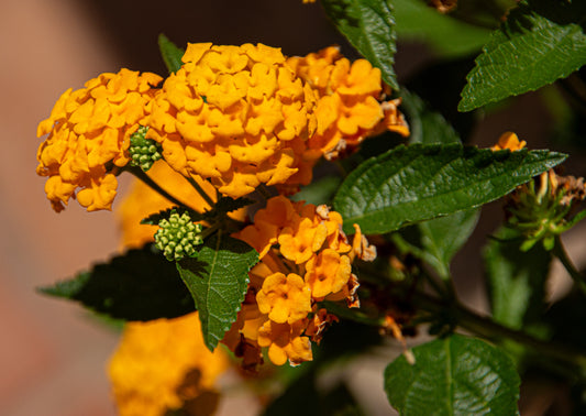 Bathed in warm sunlight, these vibrant orange blossoms capture the essence of an Italian garden in...