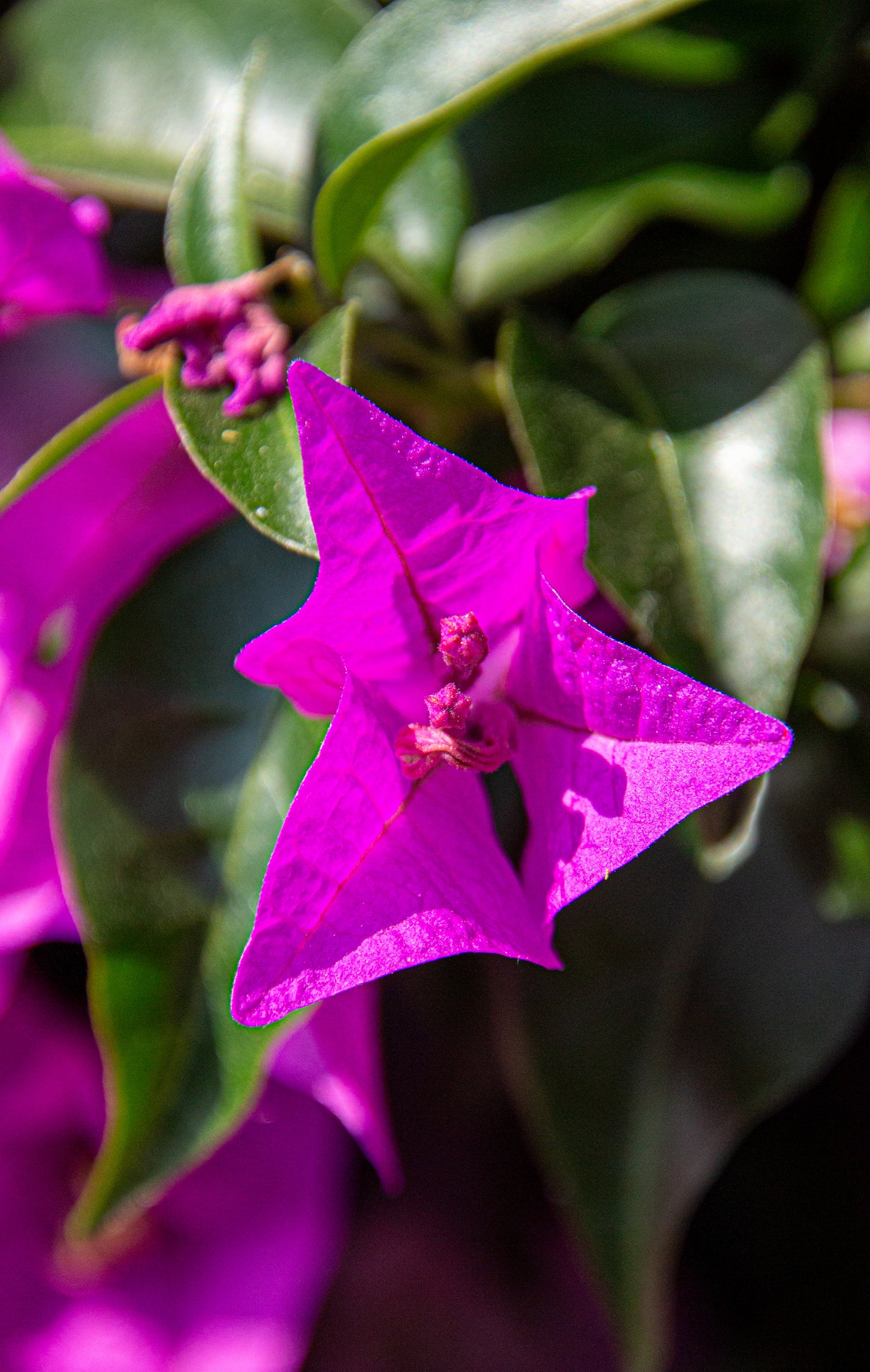 A vivid bougainvillea bloom captures the essence of Mediterranean vibrancy, its magenta petals...