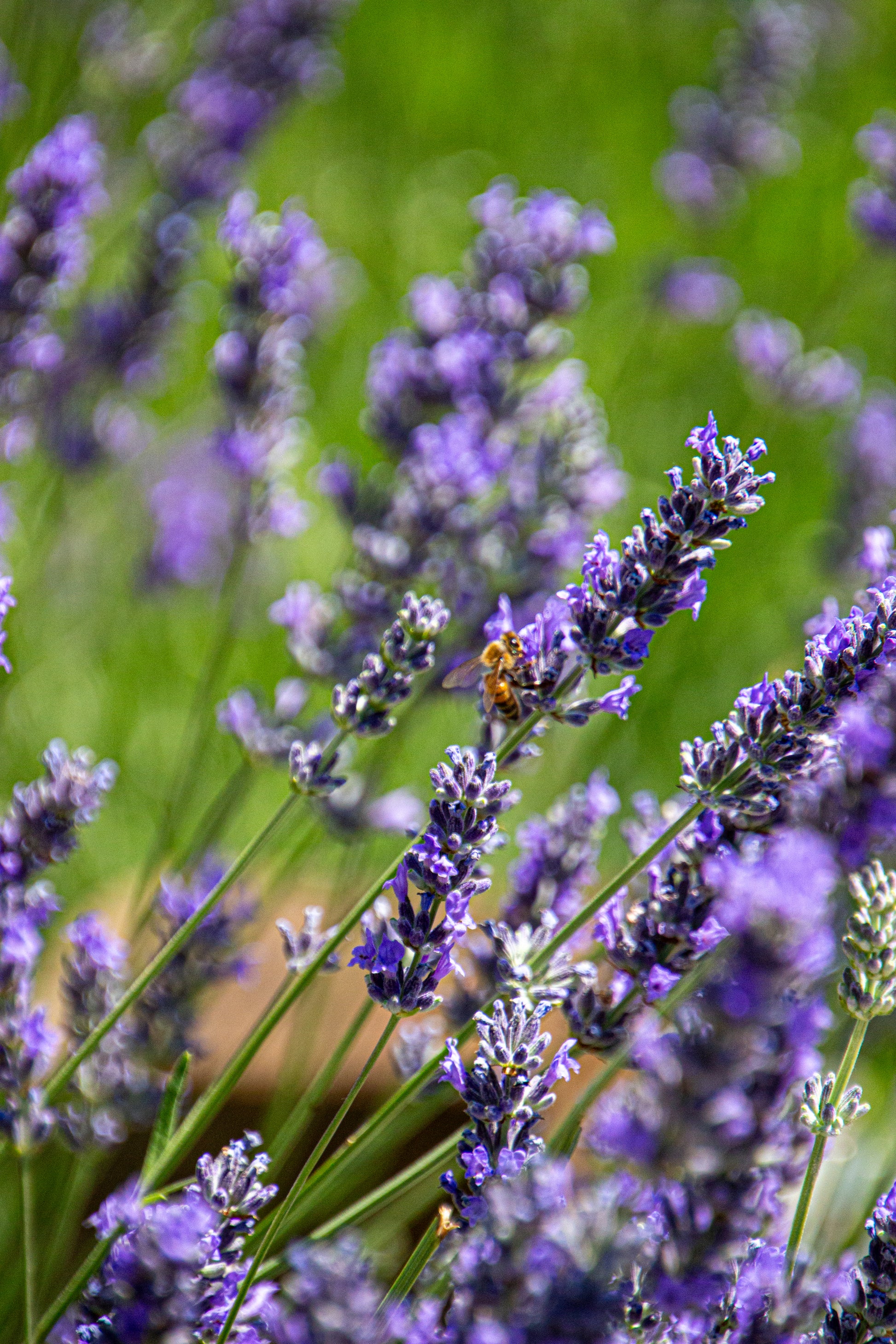 In a lush Italian field, vibrant lavender blooms dance in harmony with a gentle breeze, their...