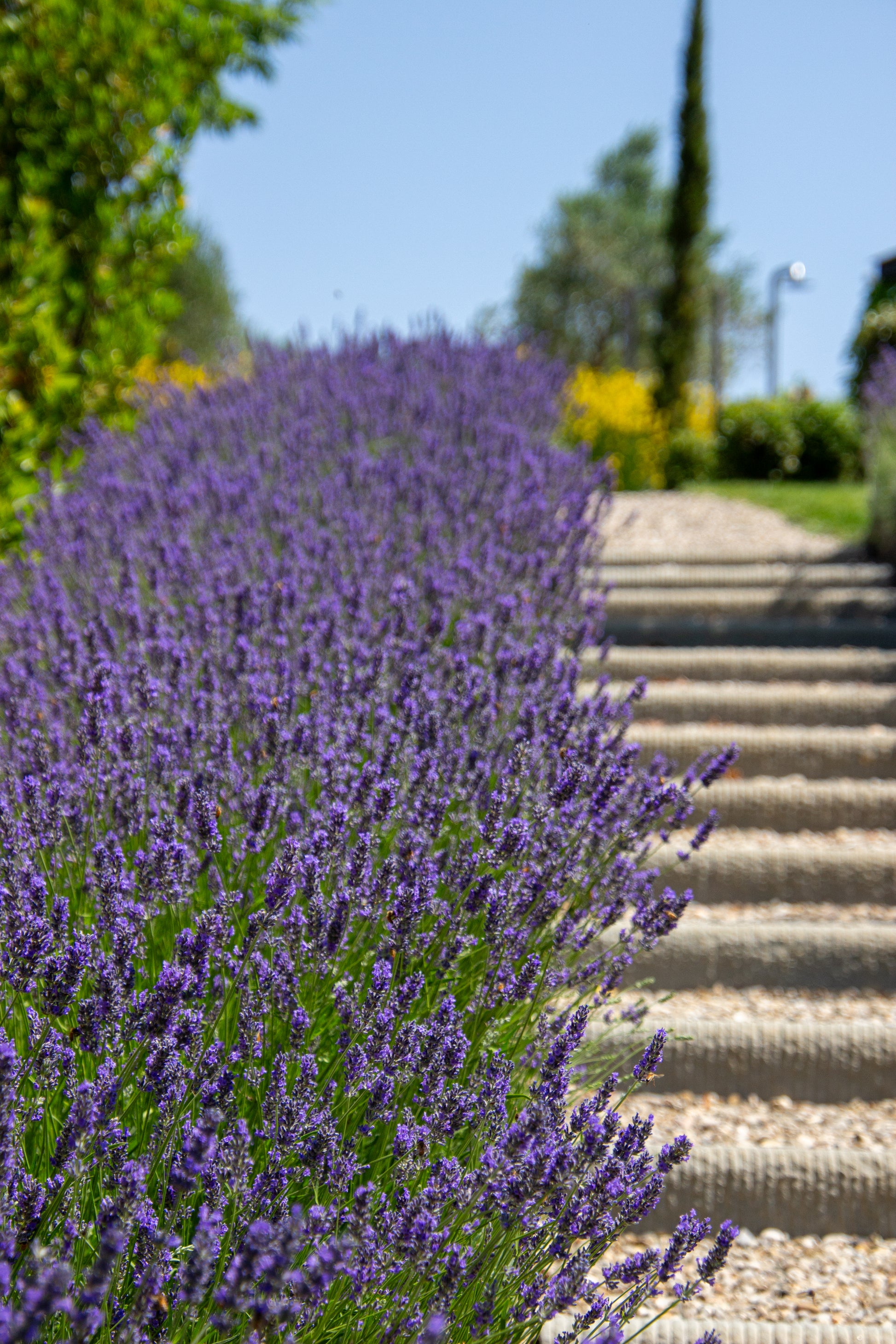 A cascade of vibrant lavender leads the eye along a gently ascending stone staircase, inviting the...