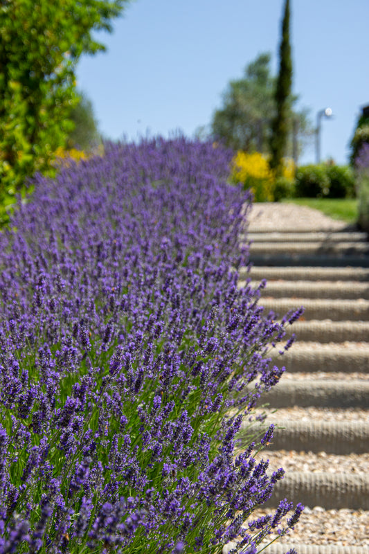 A cascade of vibrant lavender leads the eye along a gently ascending stone staircase, inviting the...