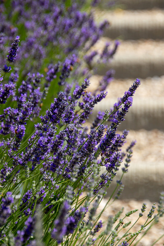 A cascade of vibrant lavender blooms stretches towards the steps, their purple hues resonating...