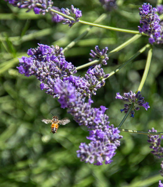A honeybee gracefully hovers near vibrant lavender blossoms, its delicate wings a blur against the...