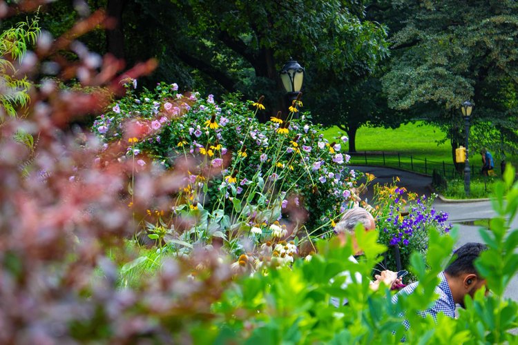 In this vibrant scene, the lush greenery and colorful blooms of a city park create a tapestry of...
