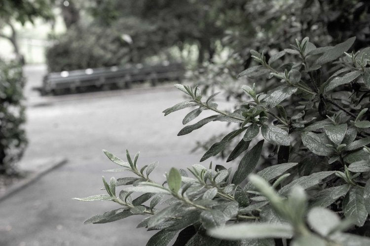 In a serene corner of a city park, lush green leaves extend gracefully into the foreground, their...